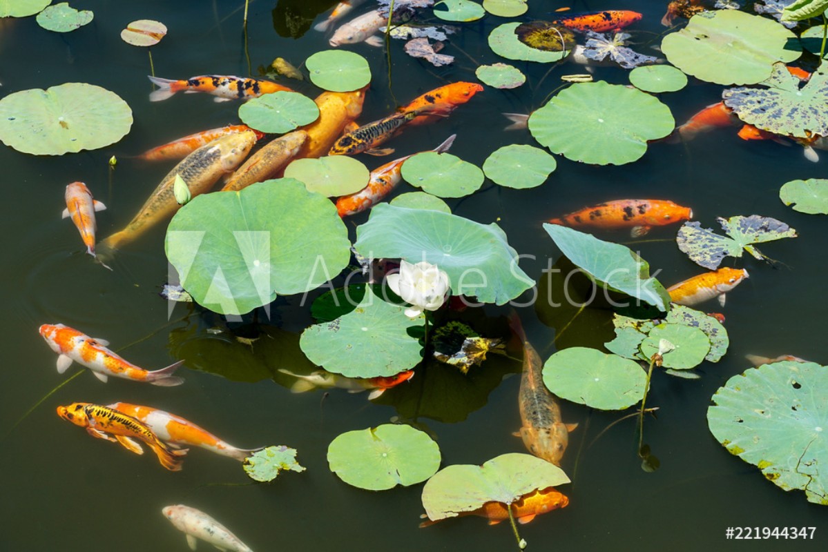 Afbeeldingen van Tranquil koi pond with lily pads and lotus flower